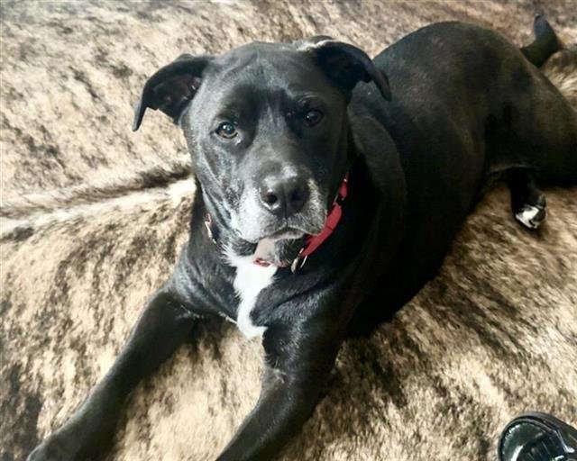 SIMON - Pit Bull Terrier / Australian Cattle Dog/Blue Heeler available for adoption