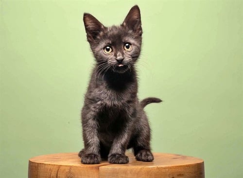ASHOKA - Domestic Short Hair available for adoption