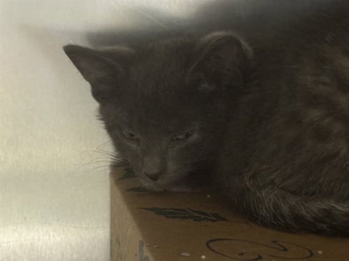 MICHELANGELO - Domestic Short Hair available for adoption