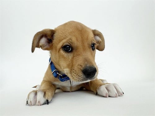 BUSCH - Collie available for adoption
