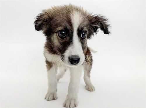BRANDON - Border Collie available for adoption