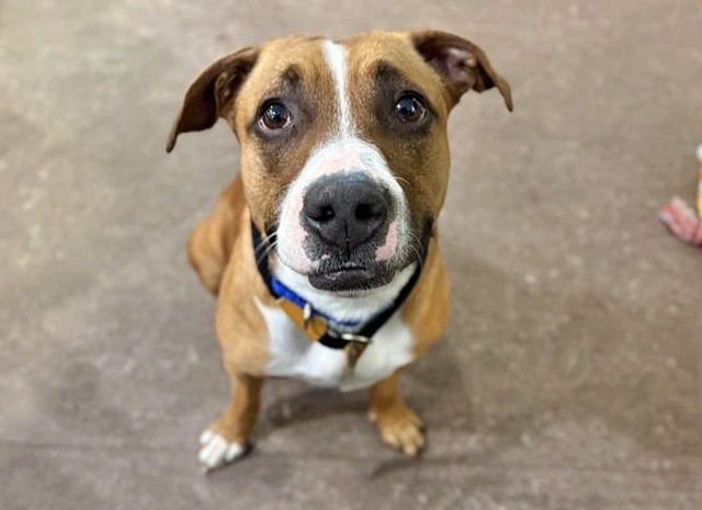 RAZZI - Labrador Retriever available for adoption