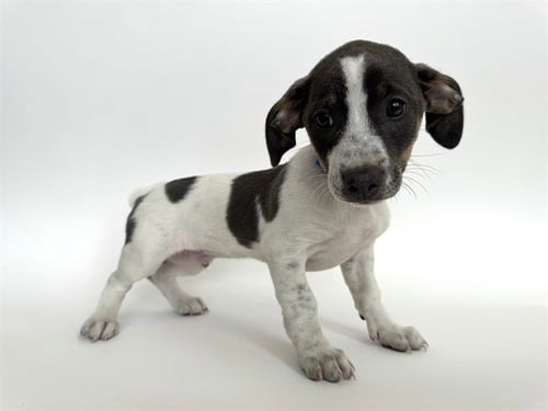 CHRISTIAN DIOR - Pit Bull Terrier available for adoption