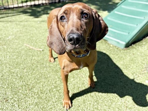 WANDA - Bloodhound available for adoption
