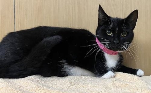 CECE - Domestic Short Hair available for adoption