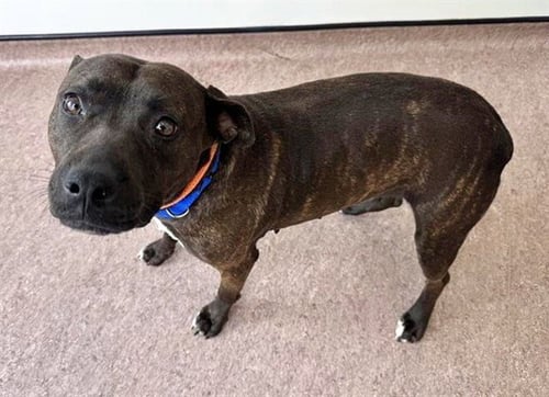 SISSY - Pit Bull Terrier available for adoption