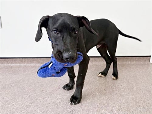 DAVE - Great Dane available for adoption