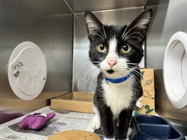 COLE - Domestic Short Hair available for adoption