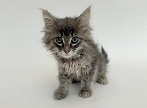 MARYANNE - Domestic Short Hair available for adoption