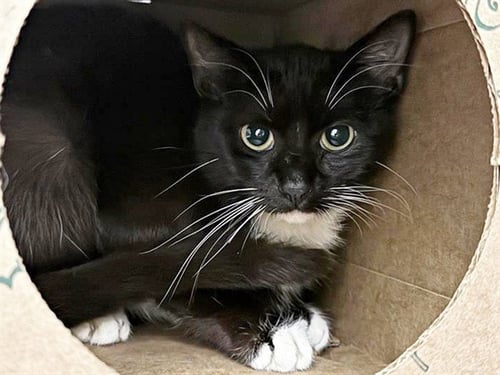 JACK - Domestic Medium Hair available for adoption