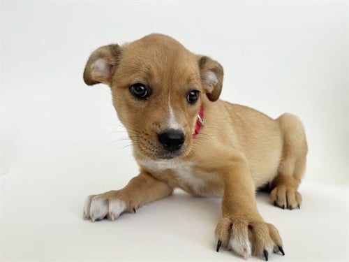 SOULARD - Collie available for adoption