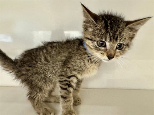 THEODORE - Domestic Short Hair available for adoption