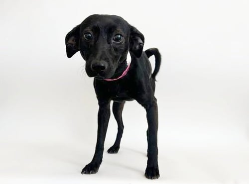 FLO - Terrier available for adoption