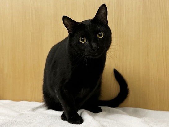 FELIX - Domestic Short Hair available for adoption