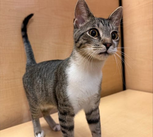 CAYENNE - Domestic Short Hair available for adoption