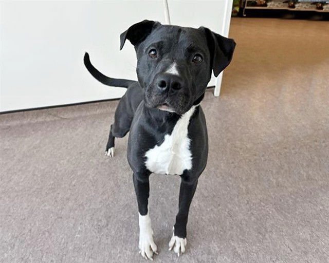 ROMEO - Labrador Retriever available for adoption