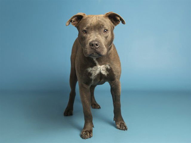 TORITO - American Pit Bull Terrier available for adoption