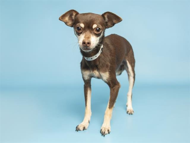 DOMINIK MYSTERIO - Chihuahua available for adoption