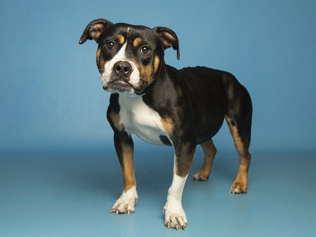 DUMPLING - Bulldog available for adoption