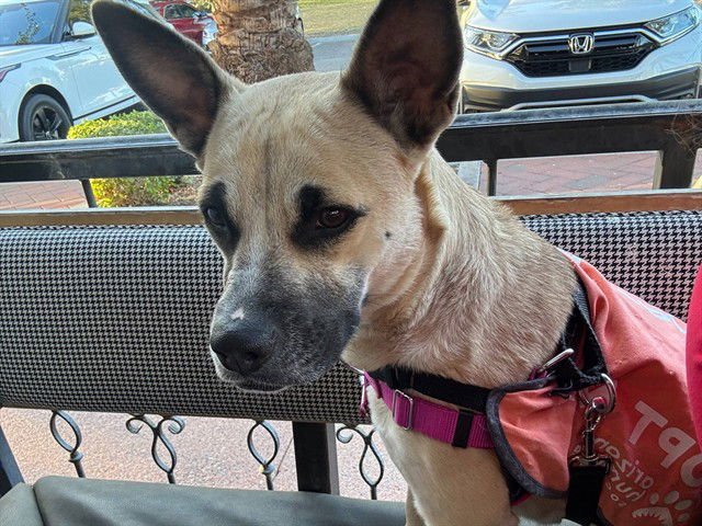 DAISY - Black Mouth Cur available for adoption