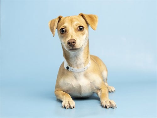 CALLA LILY - Chihuahua available for adoption