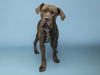 DOZER - Photo 1