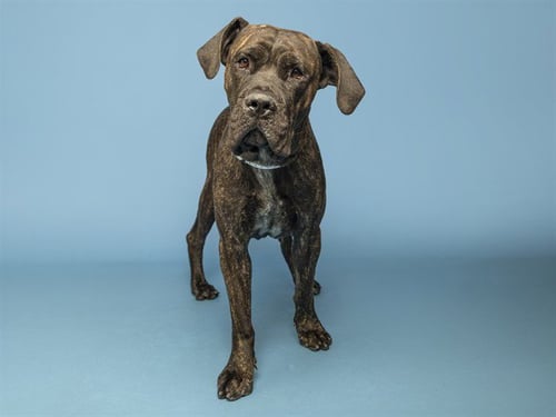 DOZER - Cane Corso Mastiff available for adoption