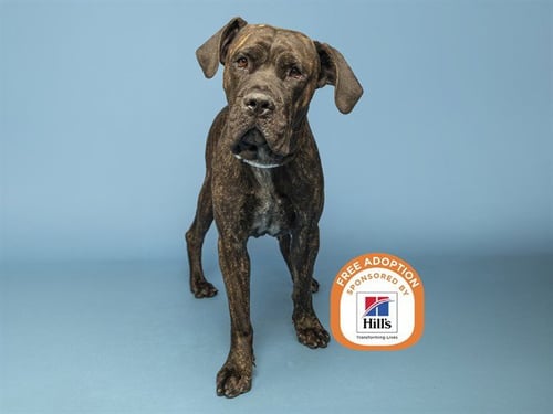 DOZER - Cane Corso Mastiff available for adoption