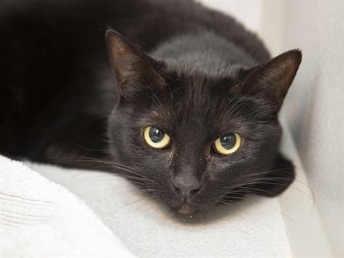 LUNA - Domestic Short Hair available for adoption