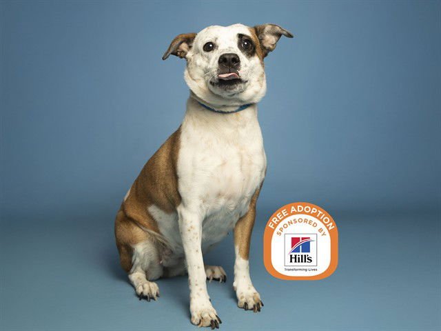ALLIE - Australian Cattle Dog/Blue Heeler / American Pit Bull Terrier available for adoption