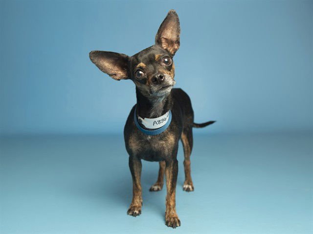 BETSY - Chihuahua available for adoption