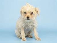 MARSHMALLOW - Photo 1