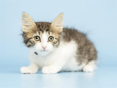 ASH - Domestic Long Hair available for adoption