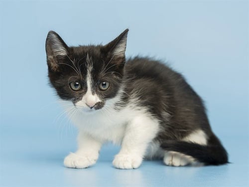 INEZ - Domestic Short Hair available for adoption