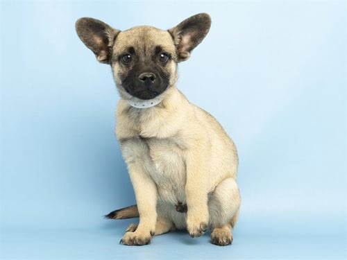BALOO - Chihuahua / Pug available for adoption
