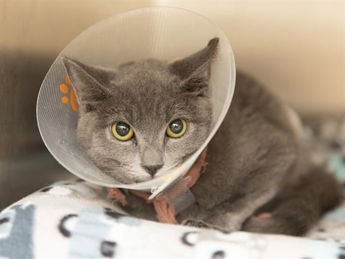 KENNY - Domestic Short Hair for adoption in Phoenix