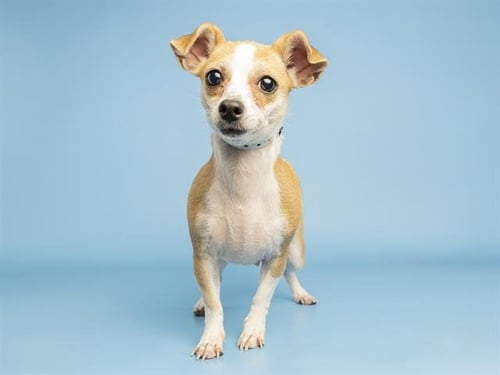 SANDY - Chihuahua available for adoption