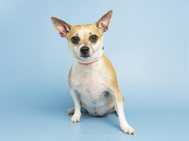 LUPITA - Chihuahua available for adoption