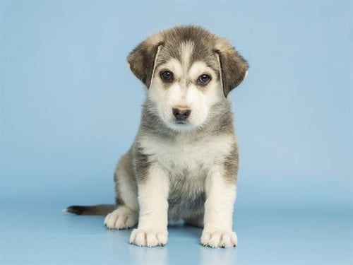 RACCOON - German Shepherd Dog available for adoption