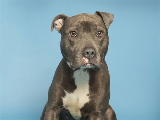 TILLY - American Pit Bull Terrier available for adoption