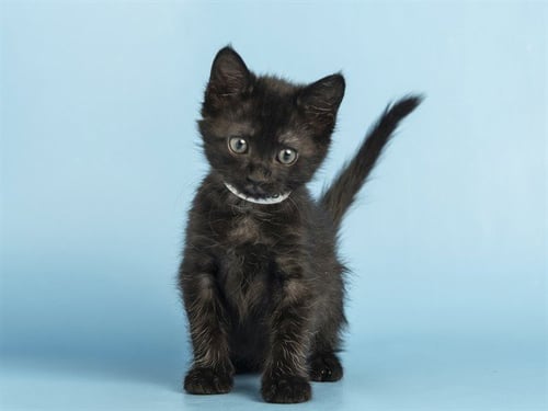 DRAKE - Domestic Short Hair available for adoption
