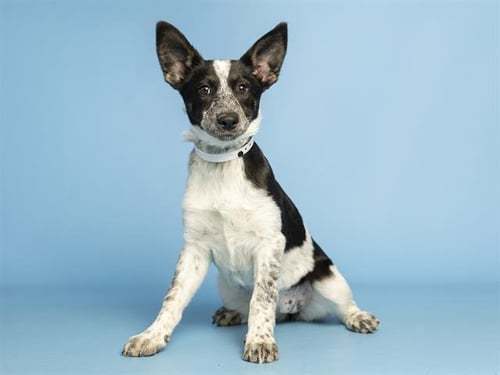 WATT - Australian Cattle Dog/Blue Heeler available for adoption
