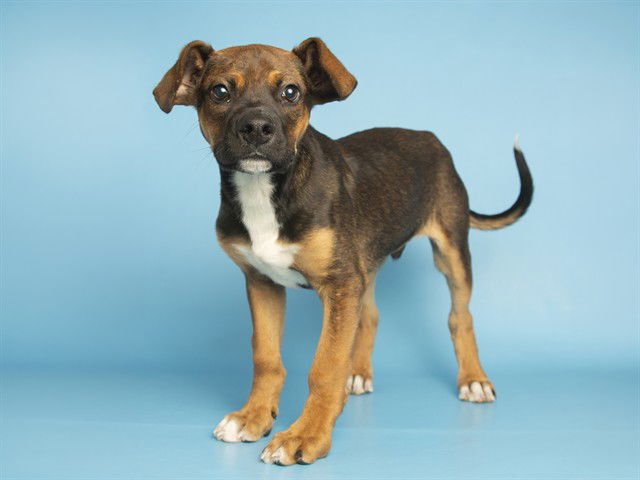 RIDLEY - German Shepherd Dog available for adoption