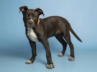 MAX - Photo 1
