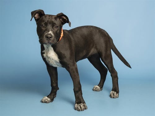 MAX - American Pit Bull Terrier available for adoption