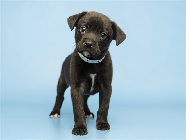 ONYX Image