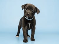 ONYX - Photo 1