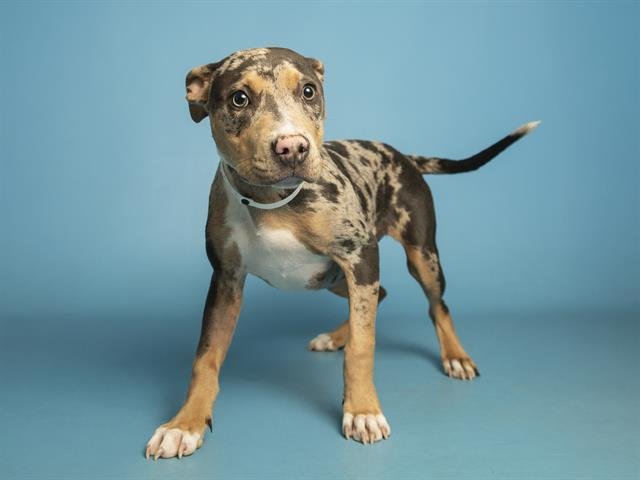 ESPER - Catahoula Leopard Dog available for adoption