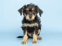 PEPPER - Photo 1