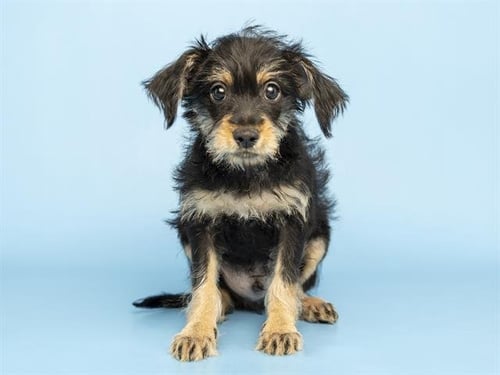 PEPPER - Chihuahua available for adoption